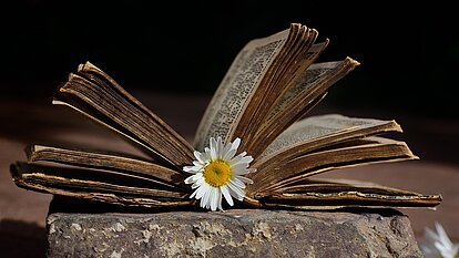 Bild von <a href="https://pixabay.com/de/users/ulleo-1834854/?utm_source=link-attribution&utm_medium=referral&utm_campaign=image&utm_content=6362421">Leopictures</a> auf <a href="https://pixabay.com/de//?utm_source=link-attribution&utm_medium=referral&utm_campaign=image&utm_content=6362421">Pixabay</a>